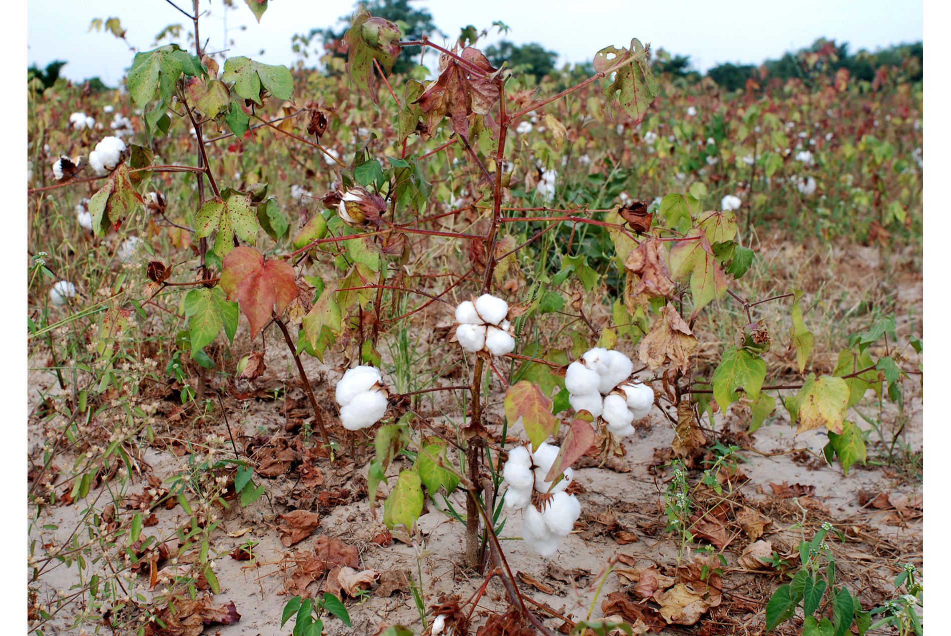 Campo di cotone nella regione di Koulikoro